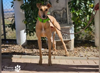 Ken ist freundlich, eher ruhig, braucht anfangs Zeit