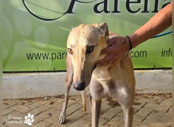 Tarugo ist ein freundlicher, aufgeschlossener Galgo