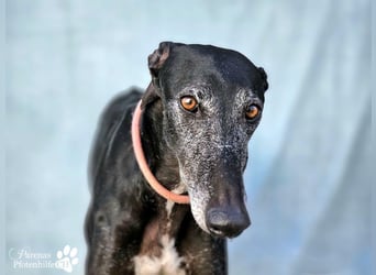 Kazar ist freundlich und verspielt, anfangs unterwürfig