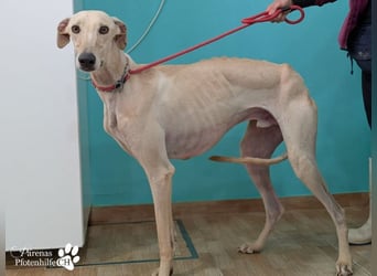 Lars ist ein fröhlicher Galgorüde mit einem sanften Herz