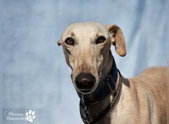 Lulea ist fröhlich und verschmust, braucht anfangs Zeit