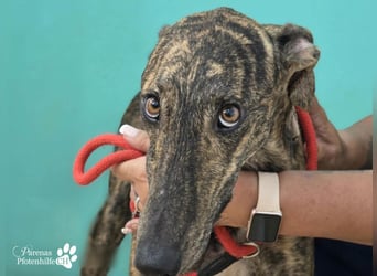 Valais ist ein offener Galgo, verschmust, menschenbezogen, unkompliziert