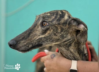 Valais ist ein offener Galgo, verschmust, menschenbezogen, unkompliziert