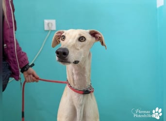 Lars ist ein fröhlicher Galgorüde mit einem sanften Herz