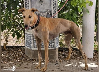 Tarugo ist ein freundlicher, aufgeschlossener Galgo