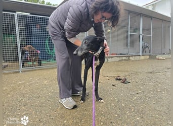 Kazar ist freundlich und verspielt, anfangs unterwürfig