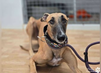 Kanoa ist jung,  verschmust, anfangs etwas zurückhaltend