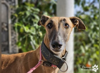 Kanoa ist eine wunderschöne Galga, anfangs ist sie unsicher