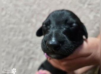 Rubino ist ein aufgeweckter, verschmuster Galgo Welpe