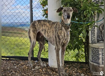 Manfred ist ein fröhlicher Galgo, anfangs schüchtern