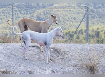 ❤️TURIA❤️ ❗Bereits auf Pflegestelle in Deutschland❗
