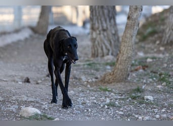 ❤️ CARBON ❤️