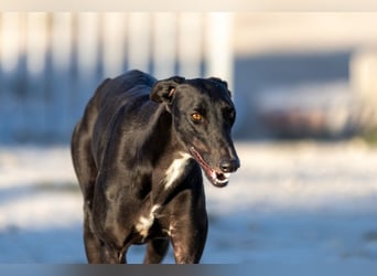 ❤️ CARBON ❤️