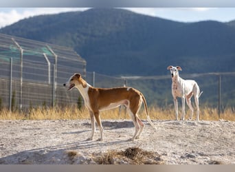❤️TURIA❤️ ❗Bereits auf Pflegestelle in Deutschland❗