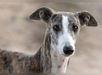 ❤️CORAL❤️  ❗ Bereits auf einer Pflegestelle in Deutschland ❗