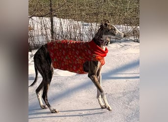 ❤️CORAL❤️  ❗ Bereits auf einer Pflegestelle in Deutschland ❗