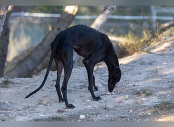 ❤️ CARBON ❤️