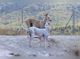 ❤️TURIA❤️ ❗Bereits auf Pflegestelle in Deutschland❗