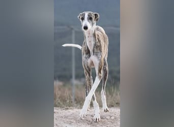 ❤️CORAL❤️  ❗ Bereits auf einer Pflegestelle in Deutschland ❗