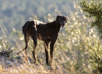 ❤️ CARBON ❤️