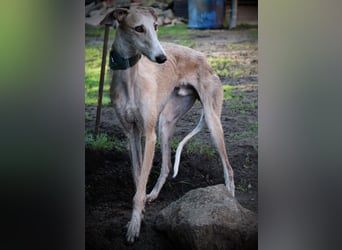❤️ FARAON ❤️ Bereits auf Pflegestelle in Deutschland