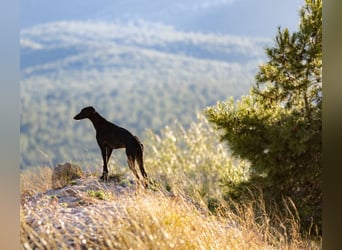 ❤️ CARBON ❤️