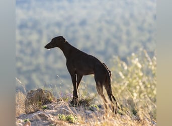 ❤️ CARBON ❤️