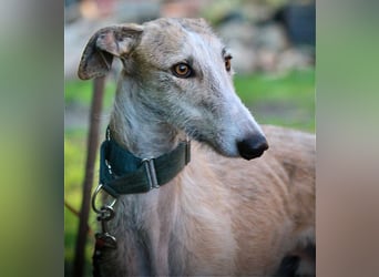 ❤️ FARAON ❤️ Bereits auf Pflegestelle in Deutschland