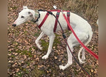 ❤️TURIA❤️ ❗Bereits auf Pflegestelle in Deutschland❗