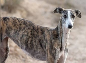 ❤️CORAL❤️  ❗ Bereits auf einer Pflegestelle in Deutschland ❗