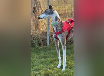 ❤️CORAL❤️  ❗ Bereits auf einer Pflegestelle in Deutschland ❗