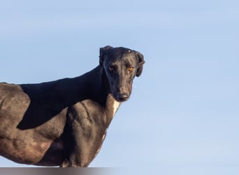 ❤️ CARBON ❤️