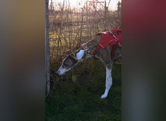 ❤️CORAL❤️  ❗ Bereits auf einer Pflegestelle in Deutschland ❗