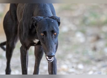 ❤️ CARBON ❤️