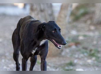 ❤️ CARBON ❤️