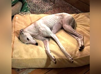 ❤️TURIA❤️ ❗Bereits auf Pflegestelle in Deutschland❗