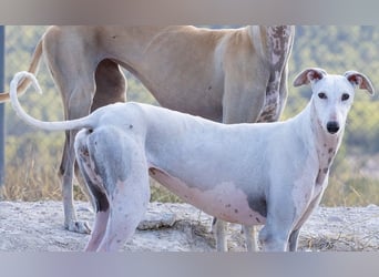 ❤️TURIA❤️ ❗Bereits auf Pflegestelle in Deutschland❗