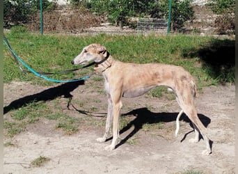 ❤️ FARAON ❤️ Bereits auf Pflegestelle in Deutschland