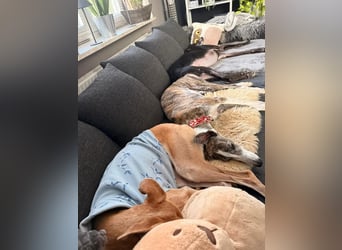 ❤️CORAL❤️  ❗ Bereits auf einer Pflegestelle in Deutschland ❗