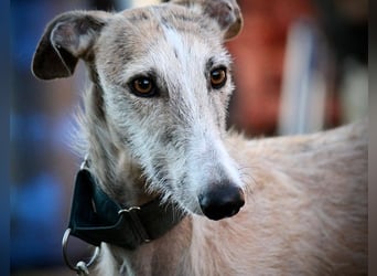 ❤️ FARAON ❤️ Bereits auf Pflegestelle in Deutschland