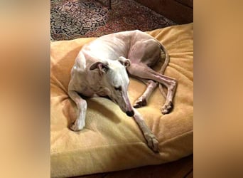 ❤️TURIA❤️ ❗Bereits auf Pflegestelle in Deutschland❗