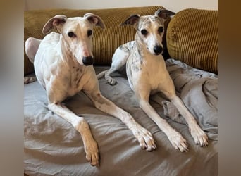 ❤️TURIA❤️ ❗Bereits auf Pflegestelle in Deutschland❗