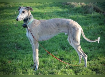 ❤️ FARAON ❤️ Bereits auf Pflegestelle in Deutschland