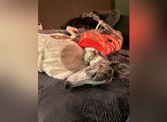 ❤️CORAL❤️  ❗ Bereits auf einer Pflegestelle in Deutschland ❗