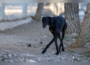 ❤️ CARBON ❤️