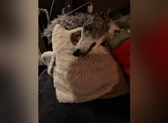 ❤️CORAL❤️  ❗ Bereits auf einer Pflegestelle in Deutschland ❗