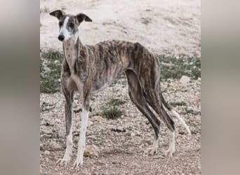 ❤️CORAL❤️  ❗ Bereits auf einer Pflegestelle in Deutschland ❗