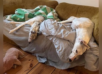 ❤️TURIA❤️ ❗Bereits auf Pflegestelle in Deutschland❗