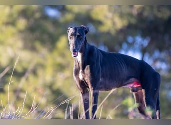 ❤️ CARBON ❤️