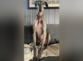 Itelo, sucht ein neues Körbchen